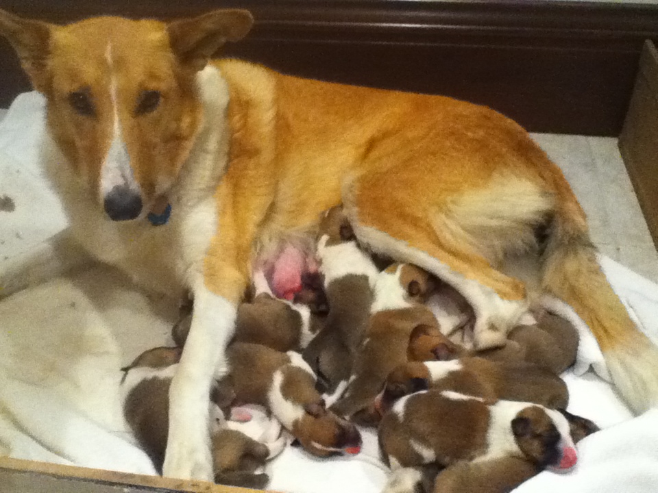 Lassie with pups