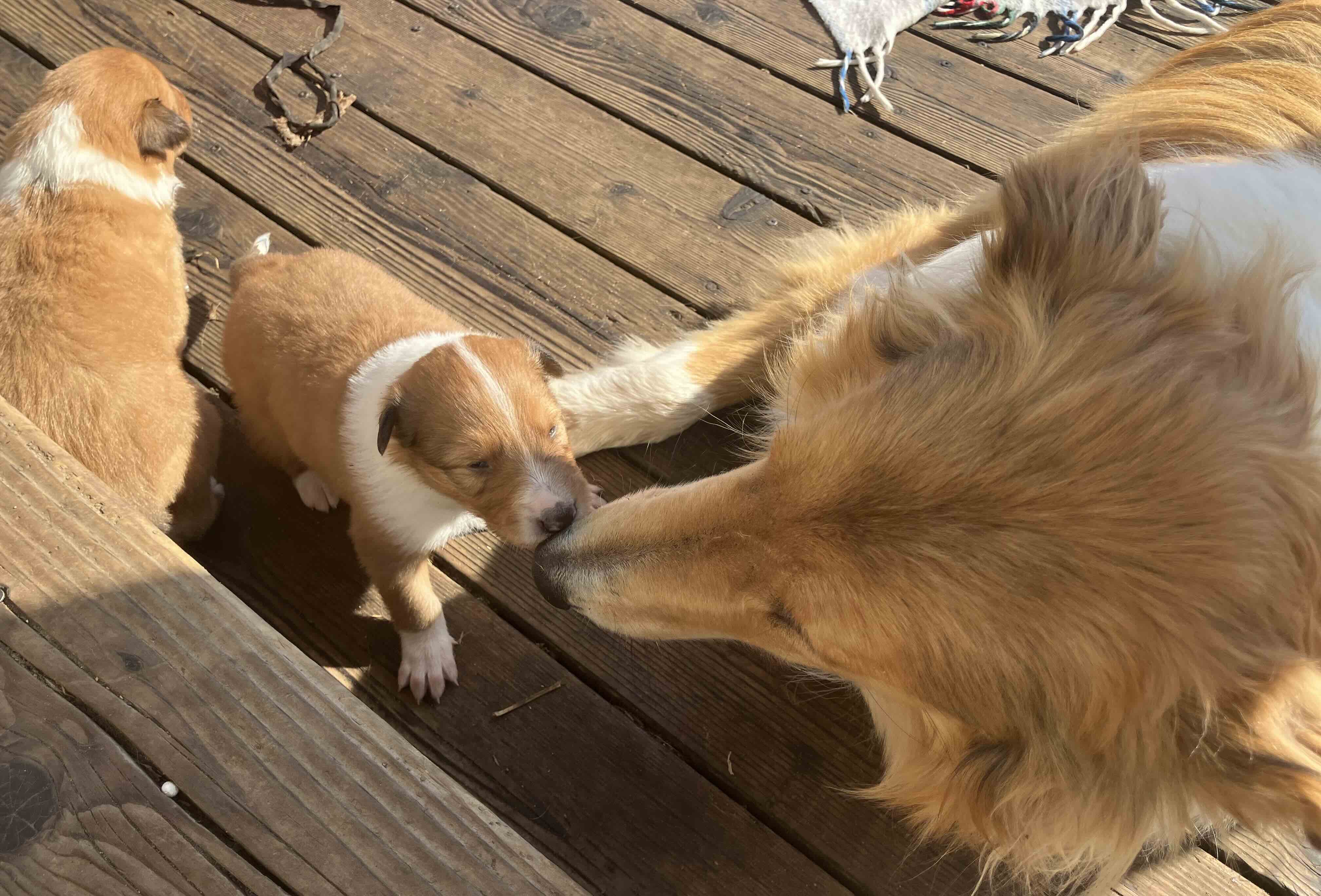 Kip with puppy Kip with puppy
