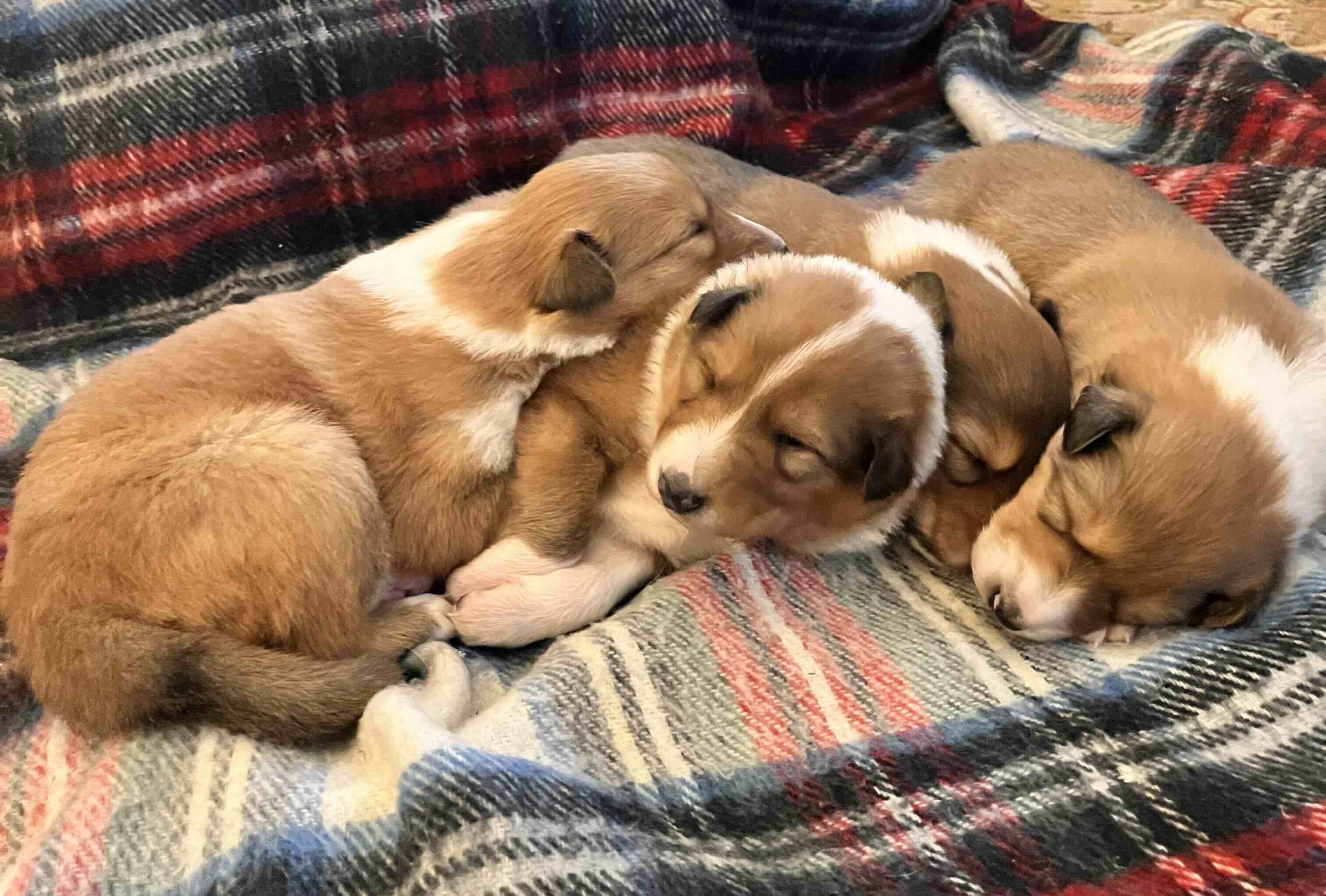 puppies puppies