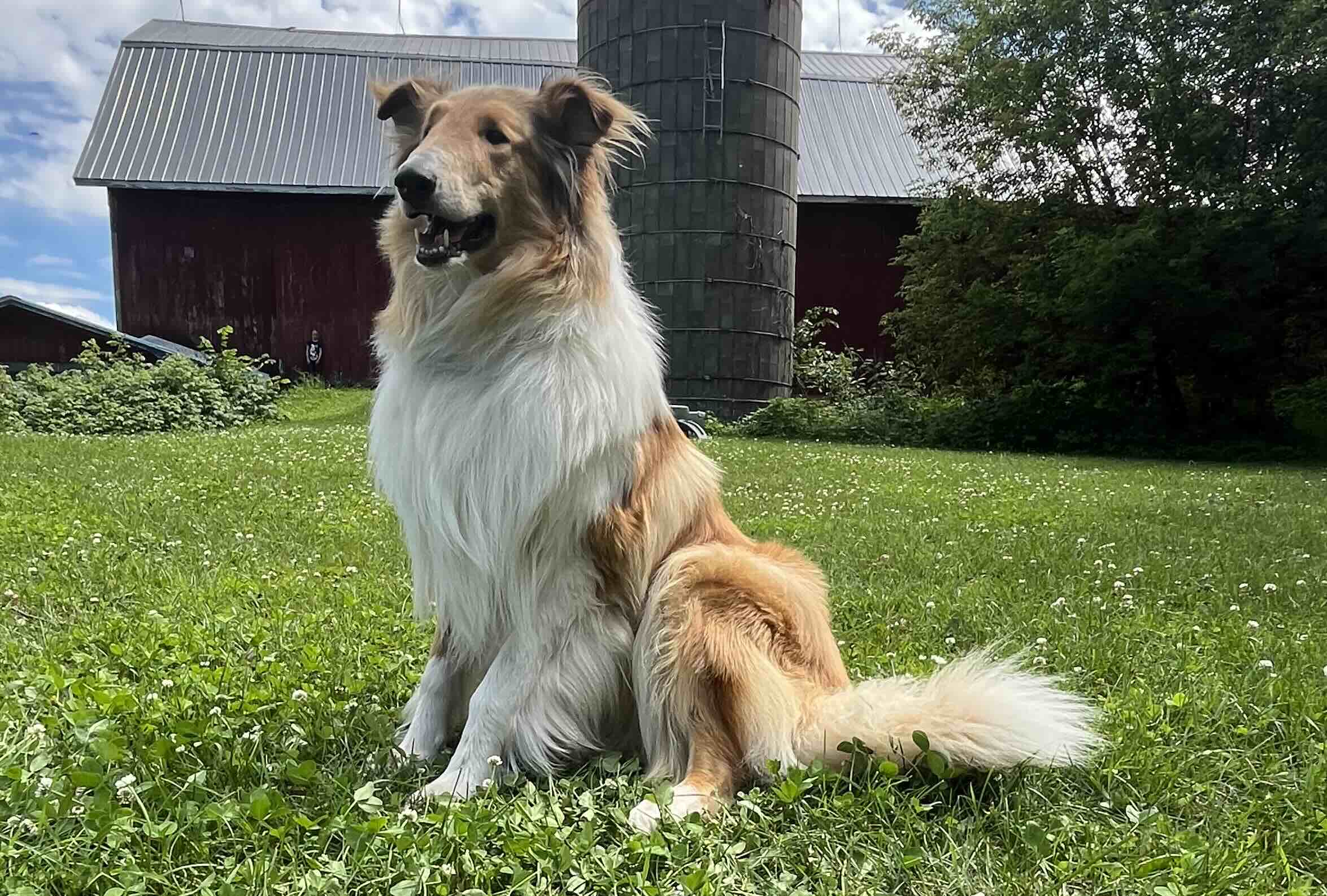 Kip