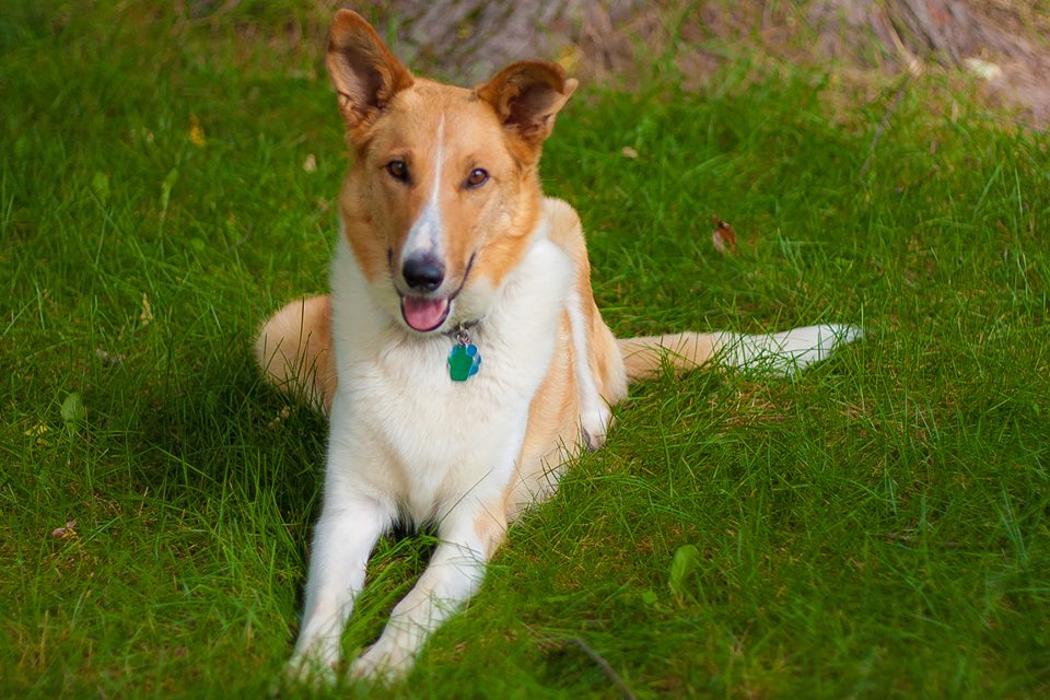 Amish Lassie Amish Lassie