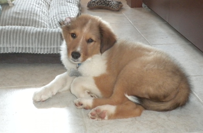 Jack as a puppy
