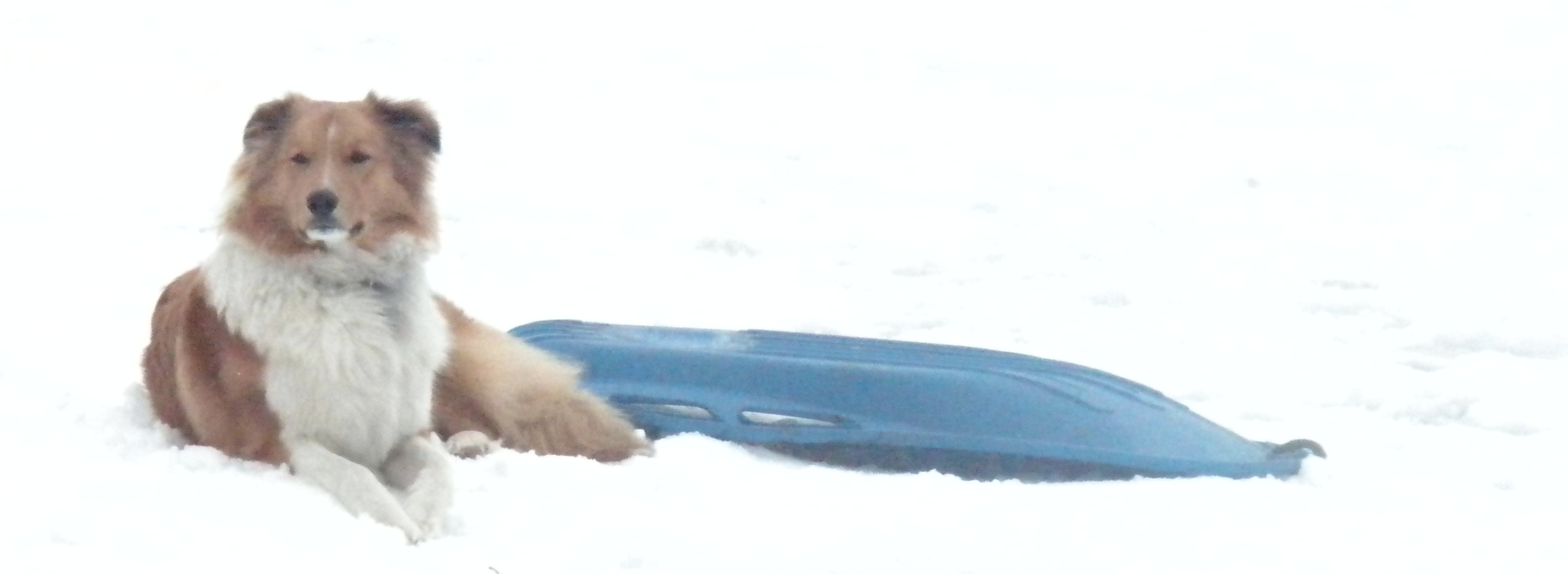 Captain Jack in the snow