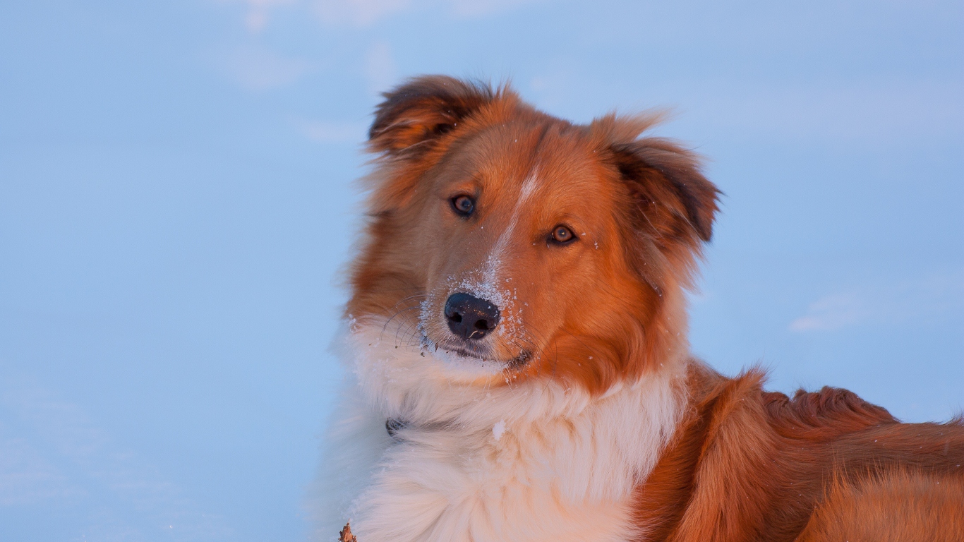 More Captain Jack in the snow winter dog